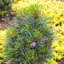 Pinus cembra 'Horstmann'_1.jpg