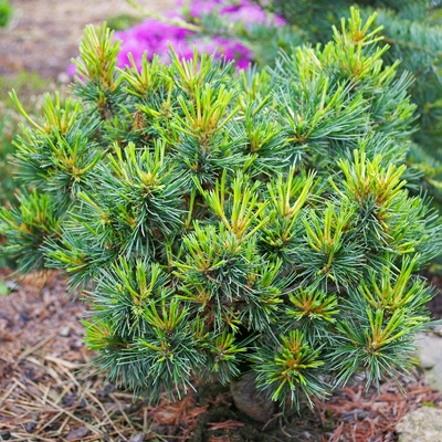 Pinus cembra 'Ortler_1'.jpg